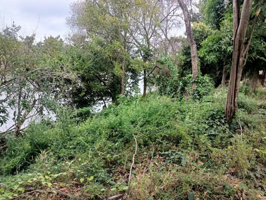 Land For Rent in Kampot